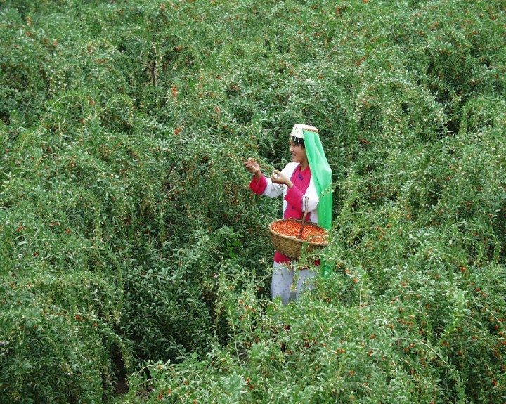 Ningxia - China. 10 of the best wine regions you have probably never heard of - THE FLASH PACK